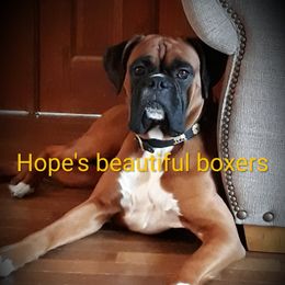 Copper - Boxer