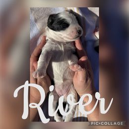 River - female Australian Mountain Doodle puppy in Chattanooga, Tennessee from Scenic City Doodles