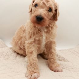 Poodle Puppies from Matlock’s Standard Poodles