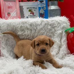 Purple - Yellow female Labrador Retriever puppy in Heath Springs, South Carolina from Rich Hill Retrievers