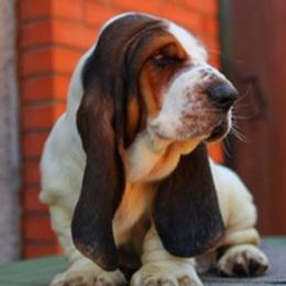 Basset Hound puppies from Huff's Hounds