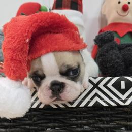 No name yet - White and fawn female French Bulldog puppy in Willow Spring, North Carolina from Alcide kennels