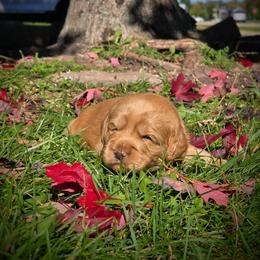 Jupiter - Cream male Labradoodle puppy in Genoa City, Wisconsin from Sakura Pups