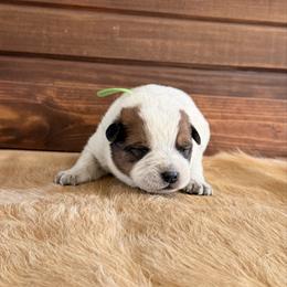 Green Collar - Red speckled male Australian Cattle Dog puppy in Nevada, Missouri from Back Road Dog Company, LLC