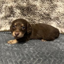 Pearl - Chocolate and cream female Dachshund puppy in Stilwell, Oklahoma from B & K Dachshunds