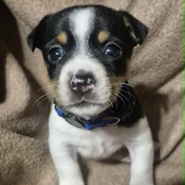 Valor - White and black male Teddy Roosevelt Terrier puppy in Murray, Kentucky from Froschwald German Shepherds and Xanadu Teddy Roosevelt Terriers