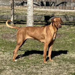 Millie - Rhodesian Ridgeback
