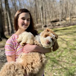 Bernedoodle Puppies from Cairn Ridge Doodles