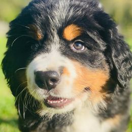 Bernese Mountain Dogs from Rooted Branch Farm