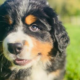 Bernese Mountain Dogs from Rooted Branch Farm