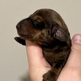 Puppy2 - Red male Dachshund puppy in Crystal, Michigan from Mare-Bella Smoothcoat Edition