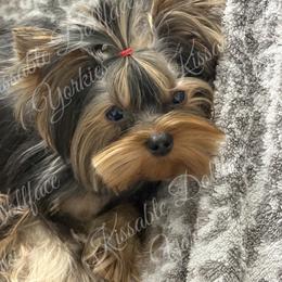 Boy 3 - Black and gold male Yorkshire Terrier puppy in Tempe, Arizona from Kissable baby face yorkies