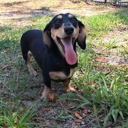 Cosmo - Dachshund