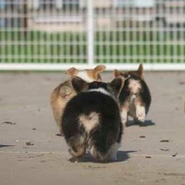 Pembroke Welsh Corgi Puppies from Golden Rose Corgis
