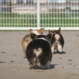 Pembroke Welsh Corgi Puppies from Golden Rose Corgis