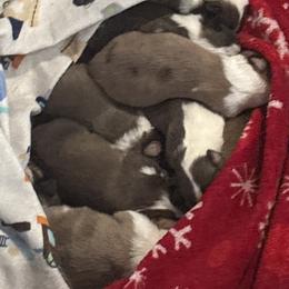 Shetland Sheepdogs from McDermon Shelties