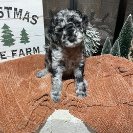 Aussiedoodle and Goldendoodle Puppies from Toledo Creek Doodles