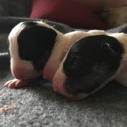Bull Terrier Puppies from Jarrogue's Bull Terriers