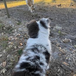 Miniature Australian Shepherd Puppies from Peace Creek Aussies