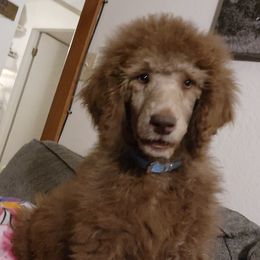 Poodles from Lesia Cecil-Ide's Poodles