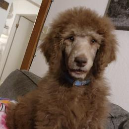 Poodles from Lesia Cecil-Ide's Poodles
