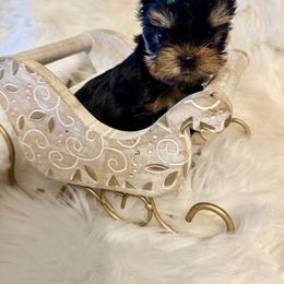 Diamond - Blue and gold female Yorkshire Terrier puppy in Bloomingdale, Georgia from Harrington Yorkies