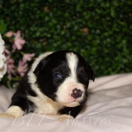 Goldie - Black tri-color female Australian Shepherd puppy in Placerville, California from BFF Aussies