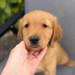 Orange Boy - Dark golden male Golden Retriever puppy in Utah from Deseret Peak Goldens