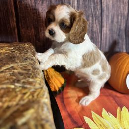Draco Malfoy - Blenheim male Cavalier King Charles Spaniel puppy in Sandy, Utah from Wasatch Cavaliers