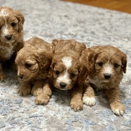 Cavalier King Charles Spaniel, Cavapoo, and Pembroke Welsh Corgi Puppies from Griffins Puppies