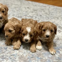 Cavalier King Charles Spaniel, Cavapoo, and Pembroke Welsh Corgi Puppies from Griffins Puppies