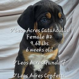 FEMALE - 2 - Black female Catahoula Leopard Dog puppy in Perry, Florida from O'Leos' Acres Catahoulas