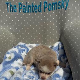 Boba - Lavender male Pomsky puppy in Gunter, Texas from The Painted Pomsky
