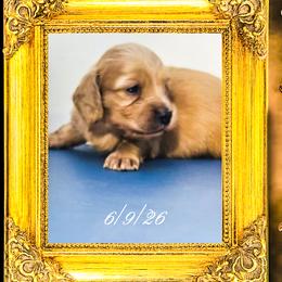 Sir Windsor - Cream male Dachshund puppy in Splendora, Texas from Ram’s Kennels