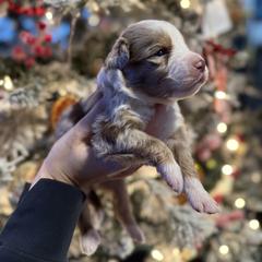 Sinai - Red merle male Toy Australian Shepherd puppy in Inola, Oklahoma from Blue Stem Companions