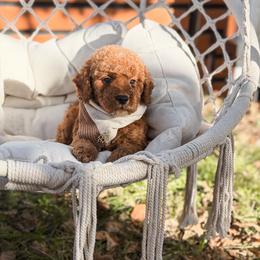 Brown Collar boy - Apricot male Goldendoodle puppy in Spokane, Washington from Dream Doodles in Spokane WA