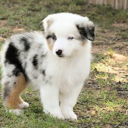 Davy - Blue merle male Miniature American Shepherd puppy in Snyder, Texas from RLA Miniature American Shepherds