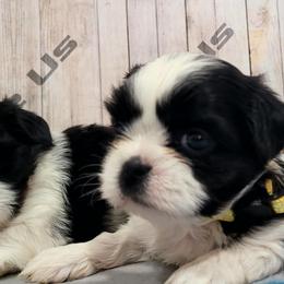 Girl 1 - Black and white female Shih Tzu puppy in Morrison, Tennessee from Westies of Morrison