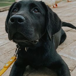 Labrador Retrievers from DOGWORKS Kennel