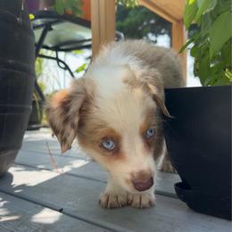 Taco - Red merle male Toy Australian Shepherd puppy in Southport, North Carolina from Small Mini/Toy Aussies