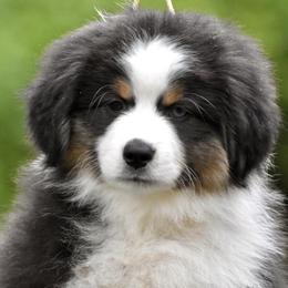 Australian Shepherd and Miniature American Shepherd Puppies from Bright Heart Aussies & Miniature American Shepherds
