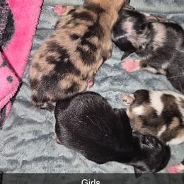 Coco - Chocolate merle female Pomeranian puppy in Billings, Montana from Magic City Poms