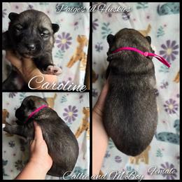 Caroline - Agouti and white female Siberian Husky puppy in Bloomfield, Indiana from Paiges lil huskies