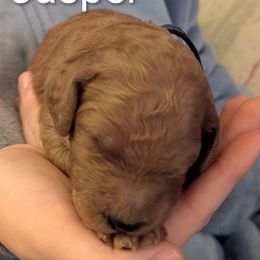 Jasper (Blue collar) - Red  male Goldendoodle puppy in Citrus Heights, California from Grandpaw's Golden Doodles