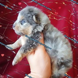 Boy 1 - Blue merle male Pomeranian puppy in Albany, Oregon from Purrs N Poms