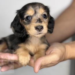 Dahlia - Dapple female Dachshund puppy in Goodyear, Arizona from D&C Royal Dachshunds LLC