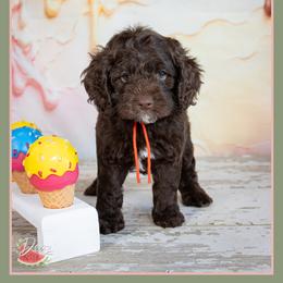 Marcus - Brown male Cockapoo puppy in Connersville, Indiana from Deaz Doodle Ranch