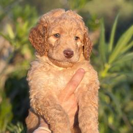 Rainbow - Apricot male Goldendoodle puppy in Stockton, California from Port City Doodles