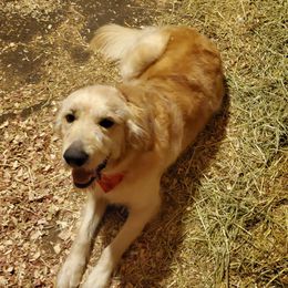 Mowgli - Goldendoodle