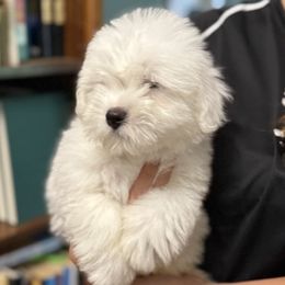 Tuck - White male Coton de Tulear puppy in Warrenton, Virginia from Four Lochs LLC